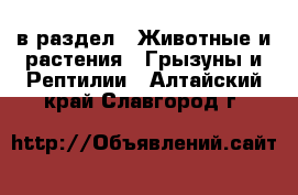  в раздел : Животные и растения » Грызуны и Рептилии . Алтайский край,Славгород г.